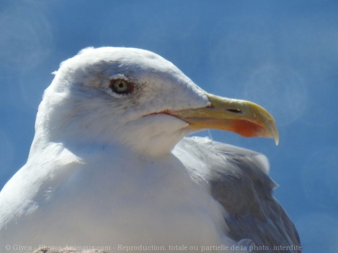 Photo de Goeland