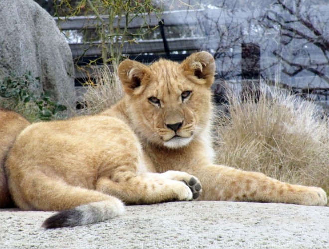 Photo de Lion