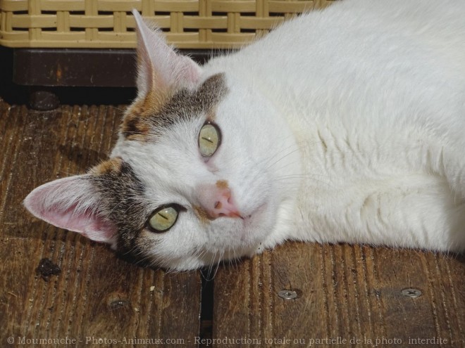 Photo de Chat domestique