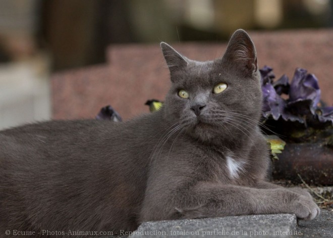 Photo de Chat domestique