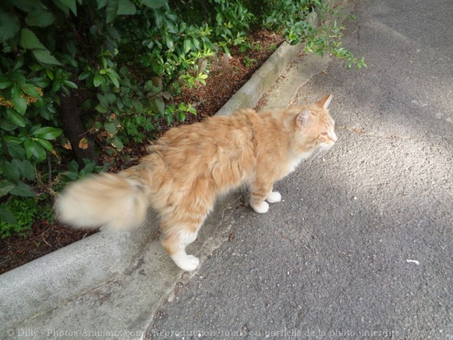 Photo de Chat domestique