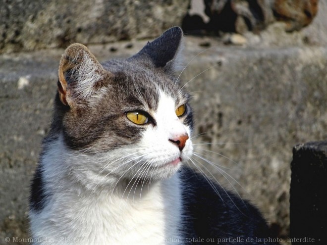 Photo de Chat domestique