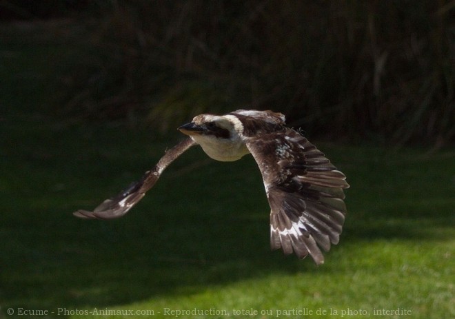 Photo de Martin chasseur gant