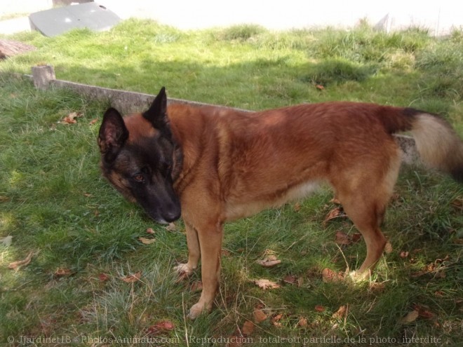 Photo de Berger belge malinois