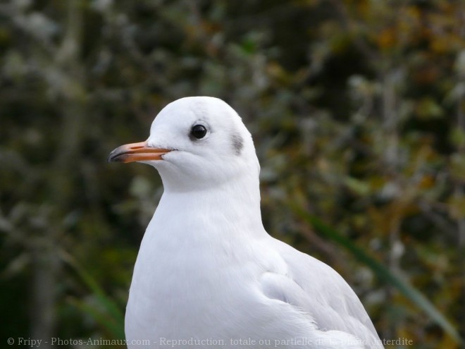 Photo de Mouette