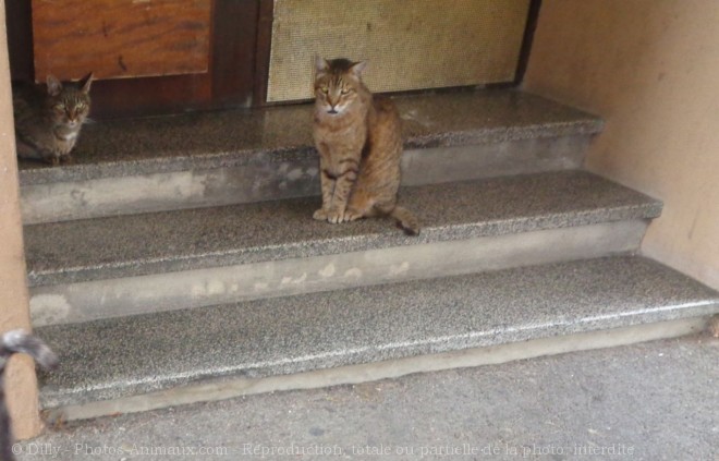 Photo de Chat domestique