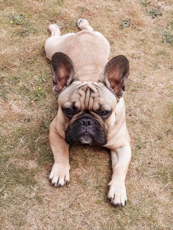 Photo de Bouledogue franais