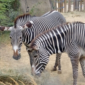 Photo de Zebre