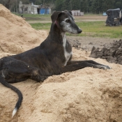 Photo de Galgo espagnol