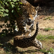 Photo de Jaguar