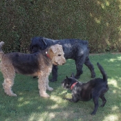 Photo d'Airedale terrier