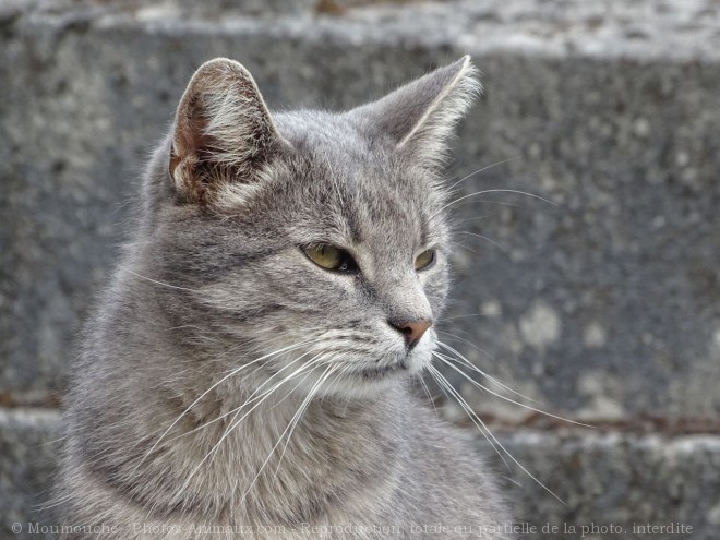 Photo de Chat domestique