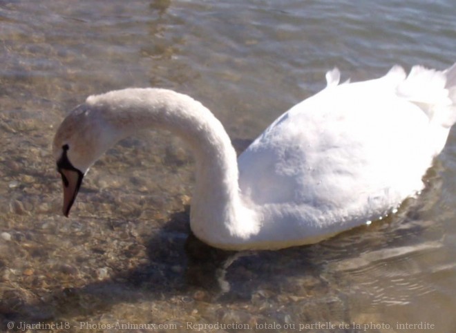 Photo de Cygne