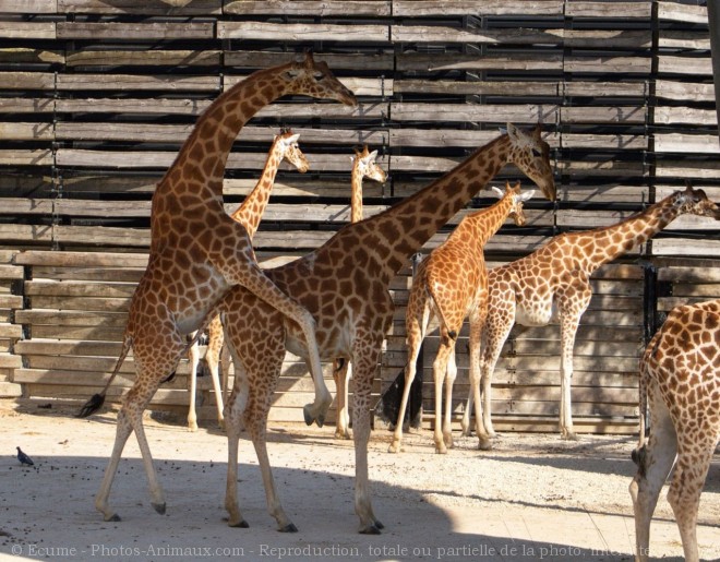 Photo de Girafe