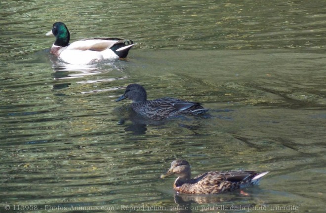 Photo de Canard colvert