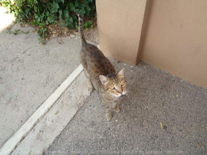 Photo de Chat domestique