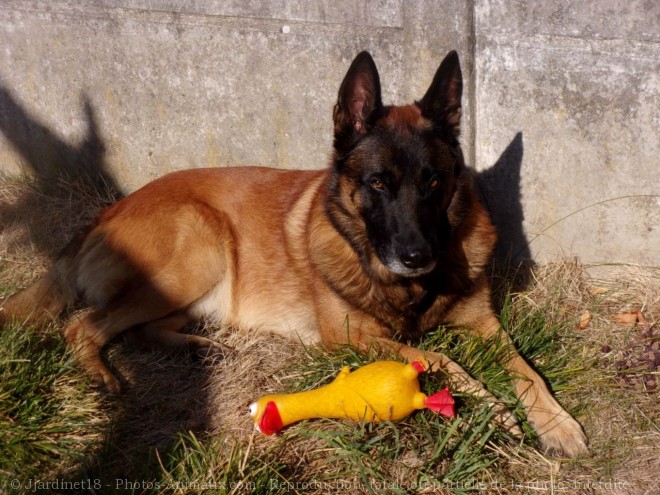 Photo de Berger belge malinois