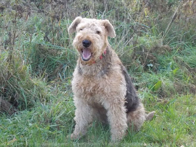 Photo d'Airedale terrier