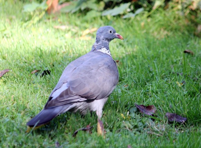 Photo de Pigeon - ramier