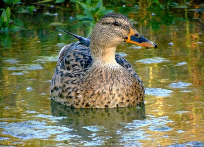 Photo de Canard colvert