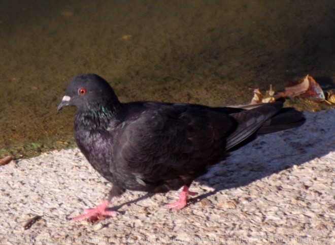 Photo de Pigeon - biset