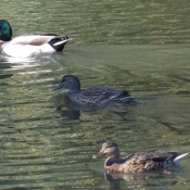 Photo de Canard colvert