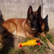 Photo de Berger belge malinois