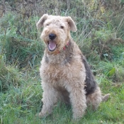 Photo d'Airedale terrier