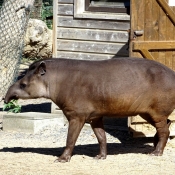 Photo de Tapir