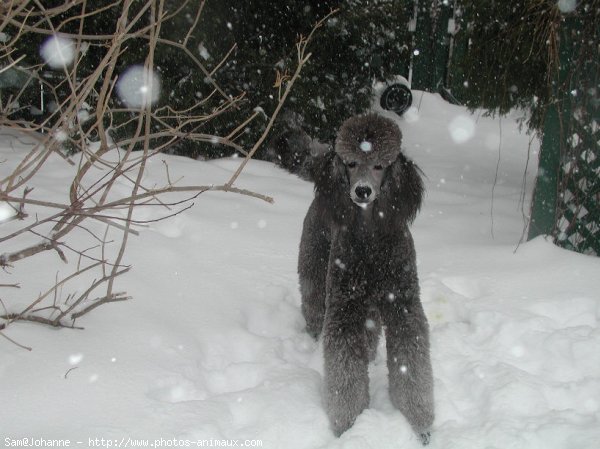 Photo de Caniche moyen