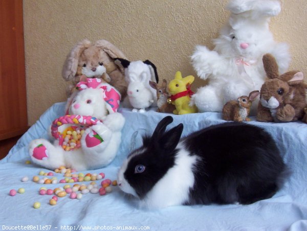 Photo de Lapin