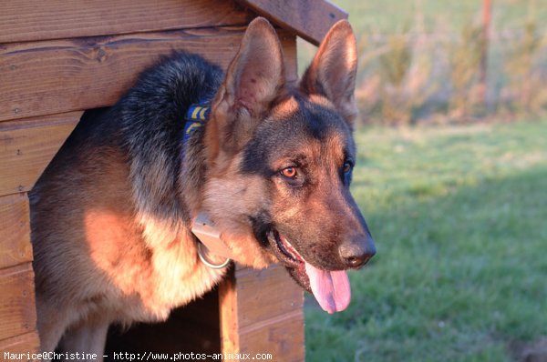 Photo de Berger allemand  poil court