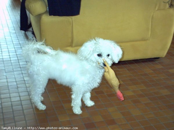 Photo de Bichon  poil fris