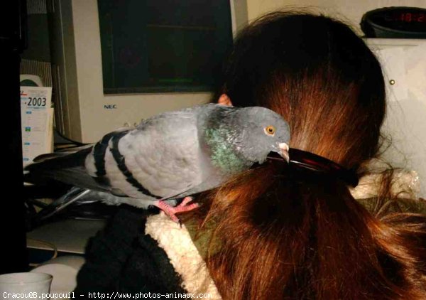 Photo de Pigeon