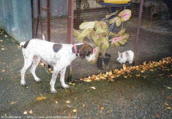 Photo de Races diffrentes