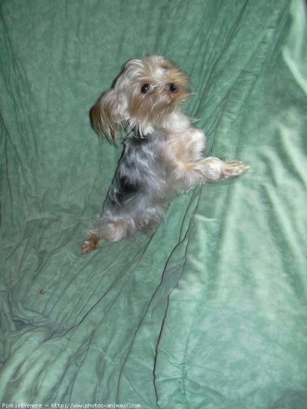 Photo de Yorkshire terrier