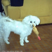 Photo de Bichon  poil fris