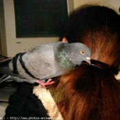 Photo de Pigeon