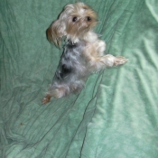 Photo de Yorkshire terrier