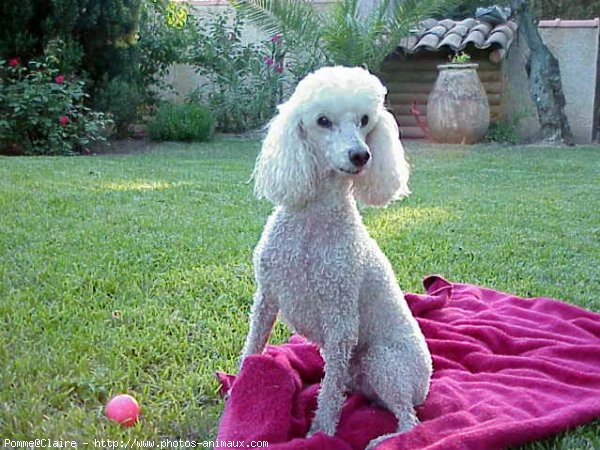 Photo de Caniche moyen