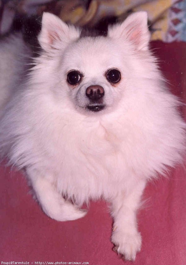 Photo de Spitz moyen