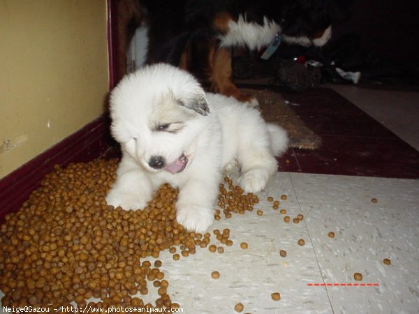 Photo de Chien de montagne des pyrnes