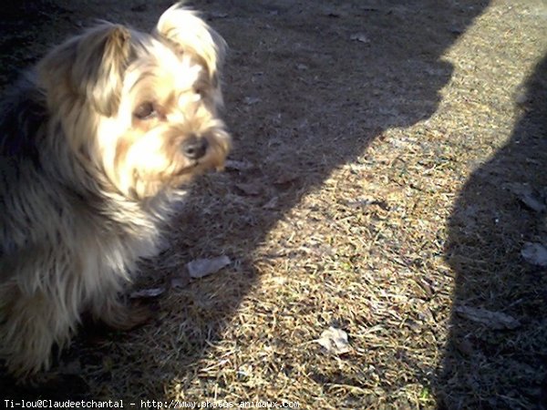 Photo de Yorkshire terrier