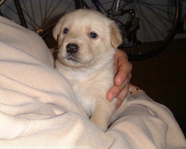 Photo de Labrador retriever