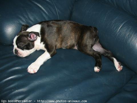 Photo de Boston terrier