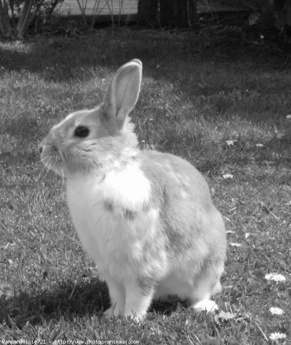 Photo de Lapin