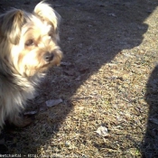 Photo de Yorkshire terrier