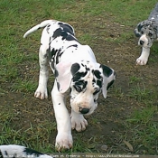 Photo de Dogue allemand