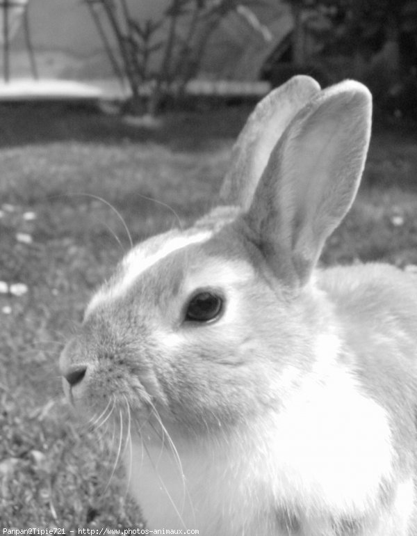 Photo de Lapin