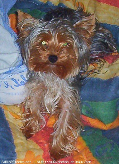 Photo de Yorkshire terrier